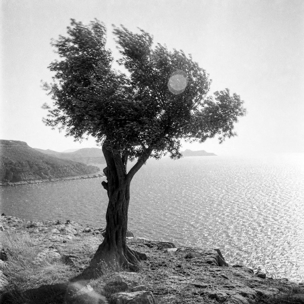Olive trees on a rocky path above the Mediterranean sea